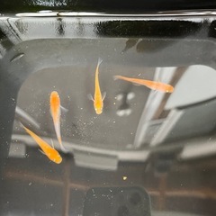 現物　成魚4匹　紅白めだかB