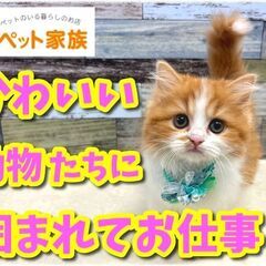 【ペットショップstaff】経験＆資格不要！🐶カワイイ動物たちに囲まれてお仕事♪ 犬や猫などペットの販売や管理🐈 月給21万円～32万円◆昇給賞与◆社会保険完備◆未経験歓迎！の画像