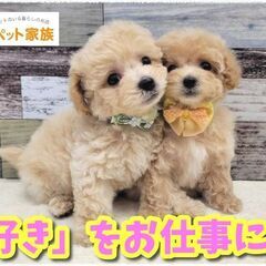 【ペットショップstaff】経験＆資格不要！🐶カワイイ動物たちに囲まれてお仕事♪ 犬や猫などペットの販売や管理🐈 月給21万円～32万円◆昇給賞与◆社会保険完備◆未経験歓迎！の画像