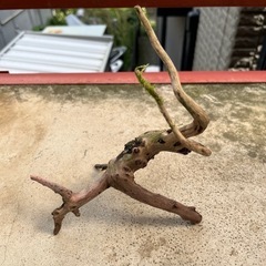 流木　アクアリウム