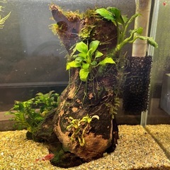 流木　アヌビアス　ブセ　流木