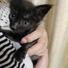 黒猫🐈‍⬛