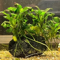 アヌビアスナナ　アクアリウム　溶岩石