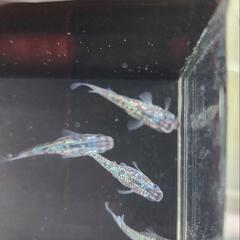 メダカ　青ラメ　6匹