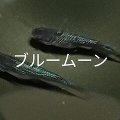 【開成町】8月24日　メダカ販売