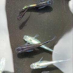 メダカ　カブキ系黒幹之　10匹の画像