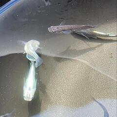 メダカ　カブキ系黒幹之　10匹の画像