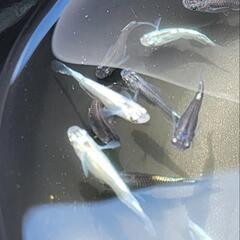 メダカ　カブキ系黒幹之　10匹の画像