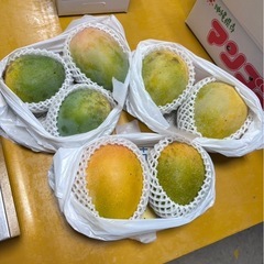 家庭用マンゴー1.5キロ前後（キーツ）