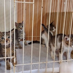 里親募集しています