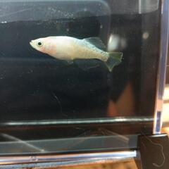 メダカ　レモンティアラ　稚魚10匹