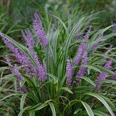 花の苗　ヤブラン　耐寒性　宿根草　