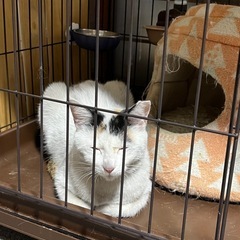 里親さんに是非なりませんか？ - 猫