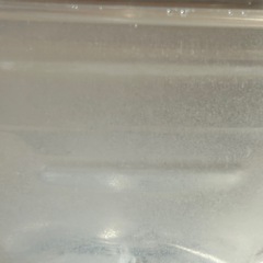 ゾウリムシ100ml 生き餌の画像