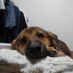 仔犬(雑種)
まだ2ヶ月の仔犬です。
マイクロチップも入ってます。
各種予防接種してます。

仕事で転勤の為、早めに引きとって欲しいです。

その他餌など使ってたもの全て差し上げます。 − 広島県
