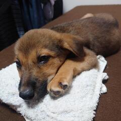 仔犬(雑種)
まだ2ヶ月の仔犬です。
マイクロチップも入ってます。
各種予防接種してます。

仕事で転勤の為、早めに引きとって欲しいです。

その他餌など使ってたもの全て差し上げます。 - 東広島市