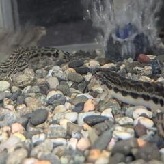 オオシマドジョウ 5〜7cm程度です