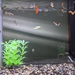１　プラチナレッドテールダンボ
