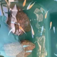 メダカ  幹之、ラメ、楊貴妃、など