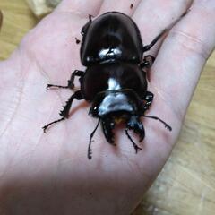 ヤエヤママルバネクワガタ小歯型　ペア