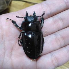 ヤエヤママルバネクワガタ小歯型　ペアの画像