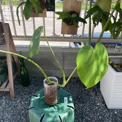 モンステラ（水耕栽培）