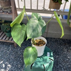 モンステラA