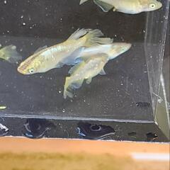 メダカ　橙（とう）　10匹の画像