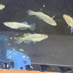 メダカ　橙（とう）　10匹の画像