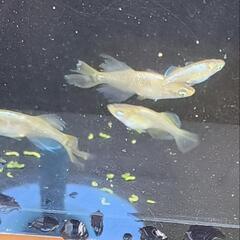 メダカ　橙（とう）　10匹の画像
