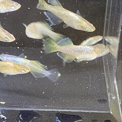 メダカ　橙（とう）　10匹の画像