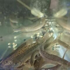 マドジョウの幼魚 5cm程度です
