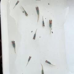 メダカ  深海インパクトブルー鰭長10匹の画像