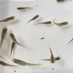 メダカ  サボテン鰭長光体型10匹の画像