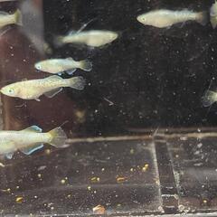 メダカ  サボテン鰭長光体型10匹の画像