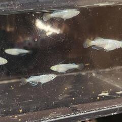 メダカ  サボテン鰭長光体型10匹の画像