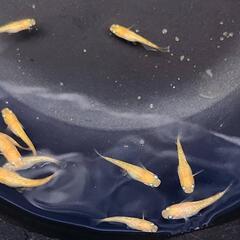 メダカ  小野紅帝ラメ 紅華10匹の画像