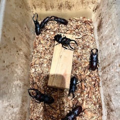 ノコギリクワガタ
