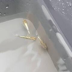 メダカ  レッドクリフ  1ペア+1匹の画像