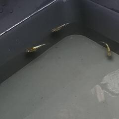 メダカ  レッドクリフ  1ペア+1匹の画像