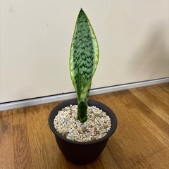 観葉植物　サンスベリア