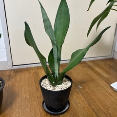 【お取引決定しました】観葉植物　サンスベリア