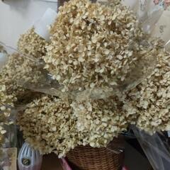 紫陽花　アナベル　ドライフラワー