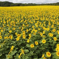 ひまわり畑で焚火会