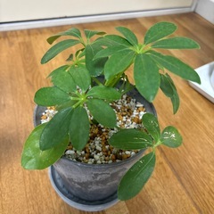観葉植物　シェフレラ