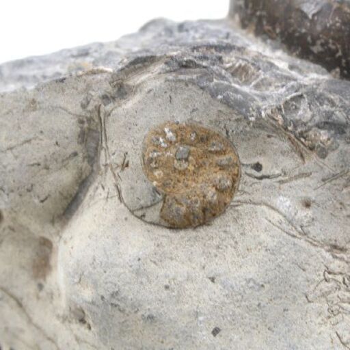 アンモナイト ノジュール 581.5g 北海道 大夕張 金尾別川 化石 インテリア クリーニング 研究 札幌市 清田区 平岡