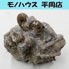 ② アンモナイト ノジュール 1.83kg 北海道 苫前町 古丹...