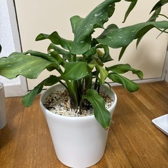 観葉植物　カラー