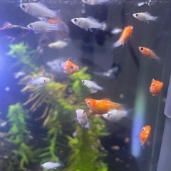【12月まで受付中】バルーンモーリーMIX幼魚お譲りしますの画像