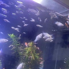 【12月まで受付中】バルーンモーリーMIX幼魚お譲りしますの画像